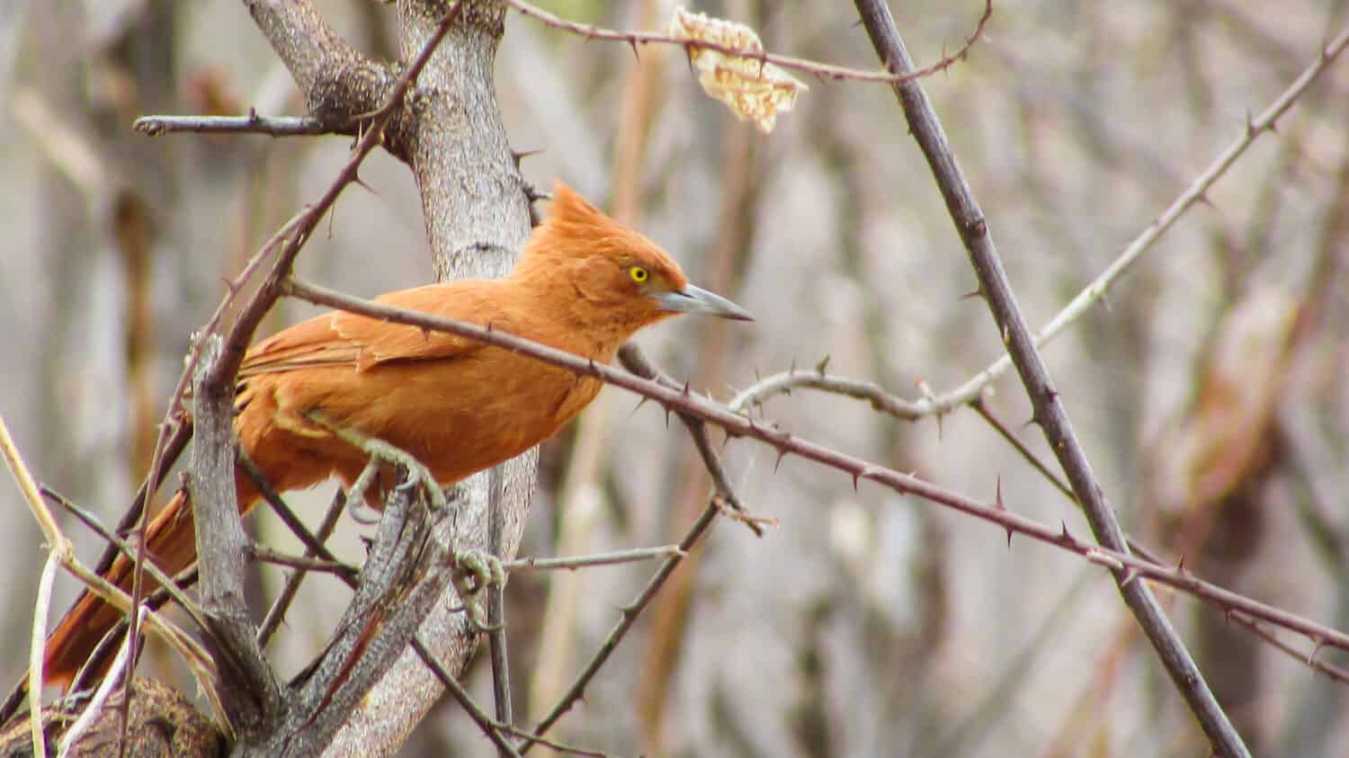 Bird Pseudoseisura cristata (casaca de couro ) very common in northeastern Brazil, has a beautiful corner and makes great nests