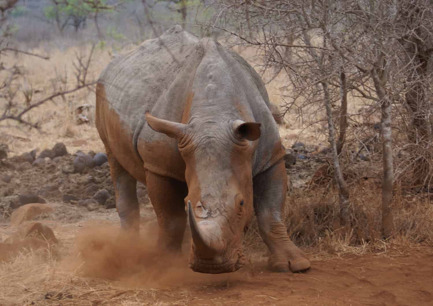 Angry white rhino.