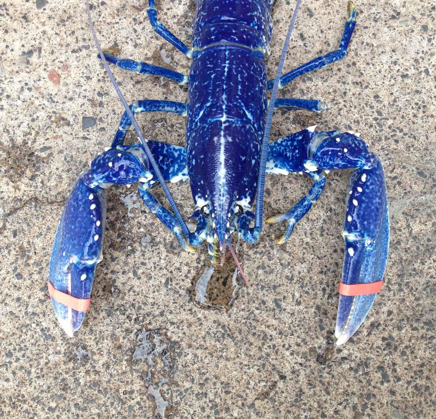 Blue Lobster Unique Strange Fishing. Diving. Rare Marine Life. Blue Homarus gammarus.