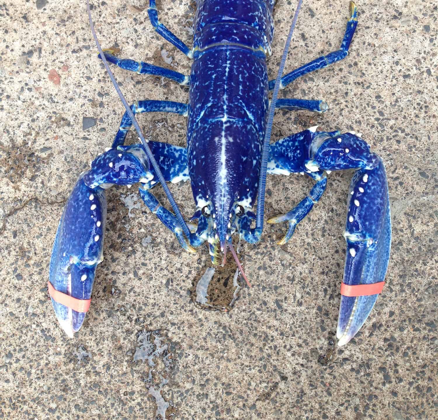 rare lobster colors