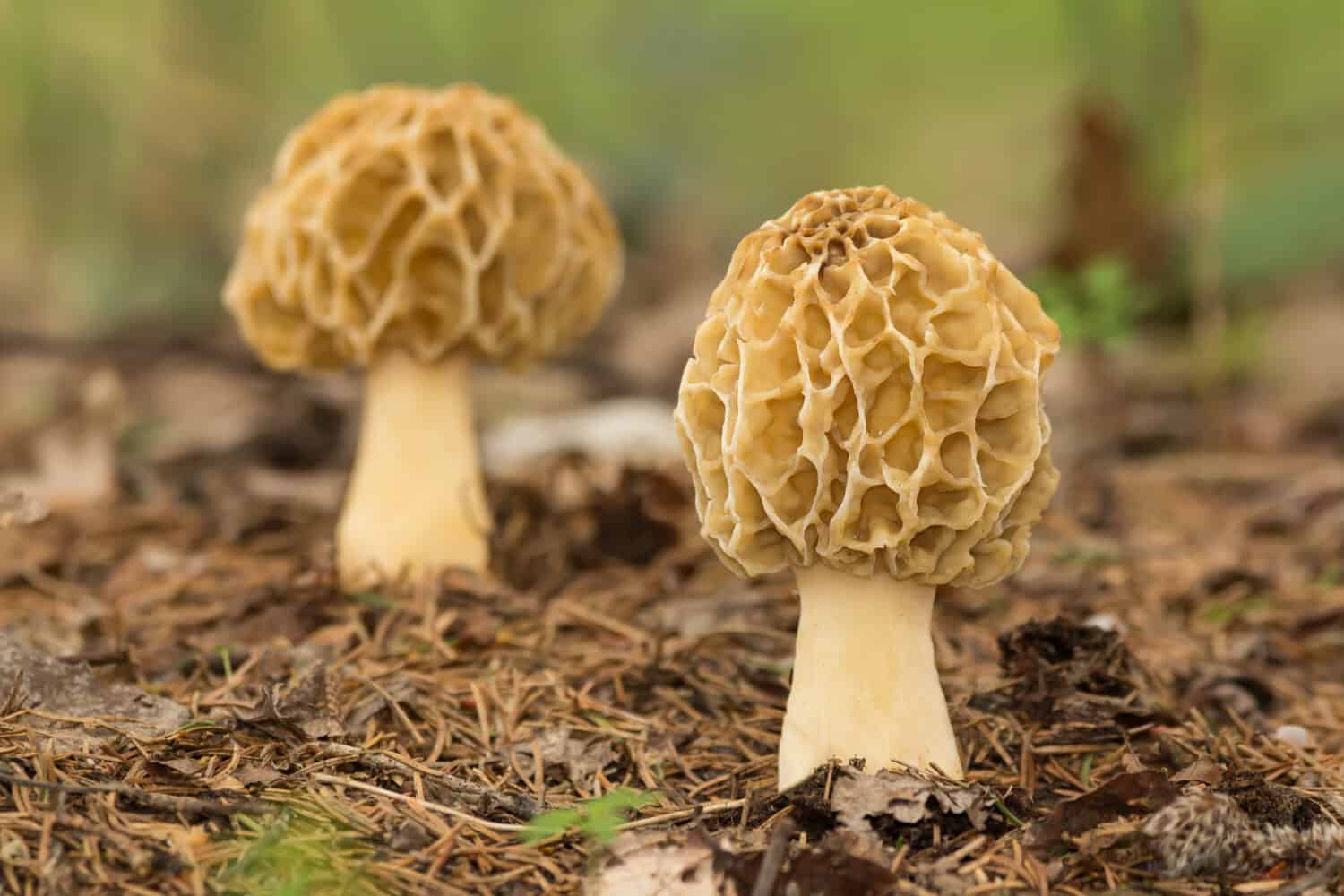 Common morel (Morchella esculenta) edible mushroom growing in the woods. Yellow morel in natural habitat, edible morel