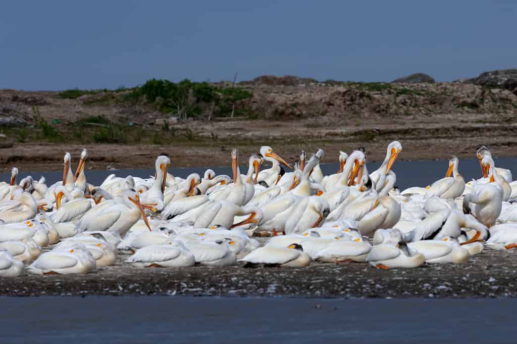 white, pelican, water, nature, animal, fish, bird