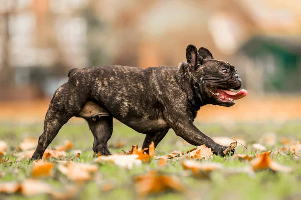 French bulldog dark running or walking with mouth open and tongue out. A young french bulldog puppy in a park, countryside meadow or field of grass. green background. clear eyes. sunny but autumn