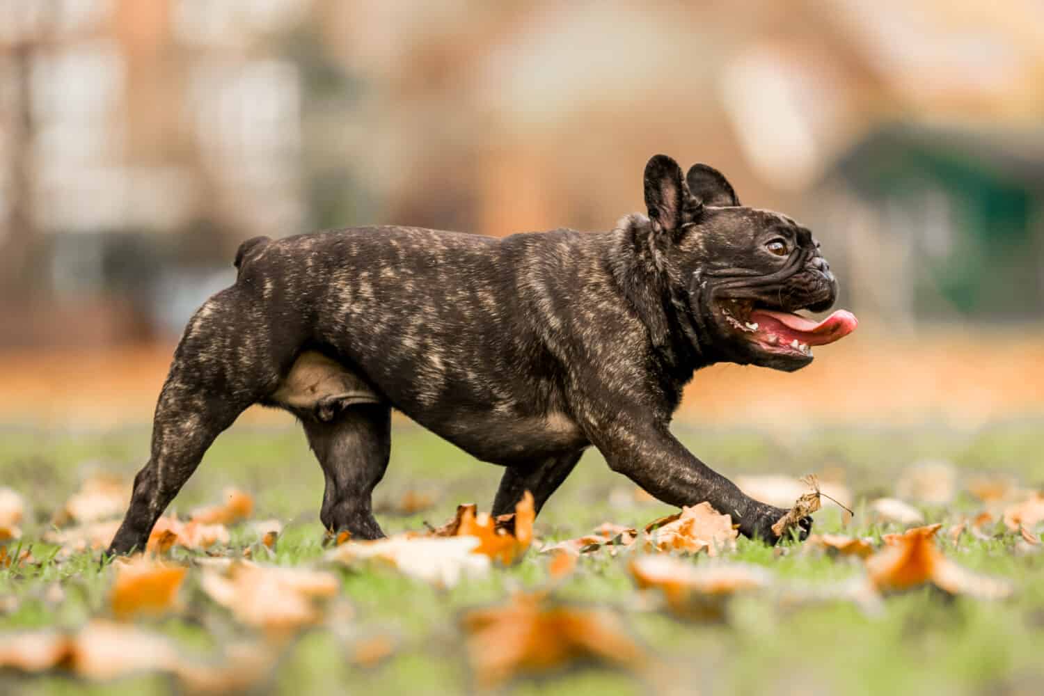 French bulldog dark running or walking with mouth open and tongue out. A young french bulldog puppy in a park, countryside meadow or field of grass. green background. clear eyes. sunny but autumn 