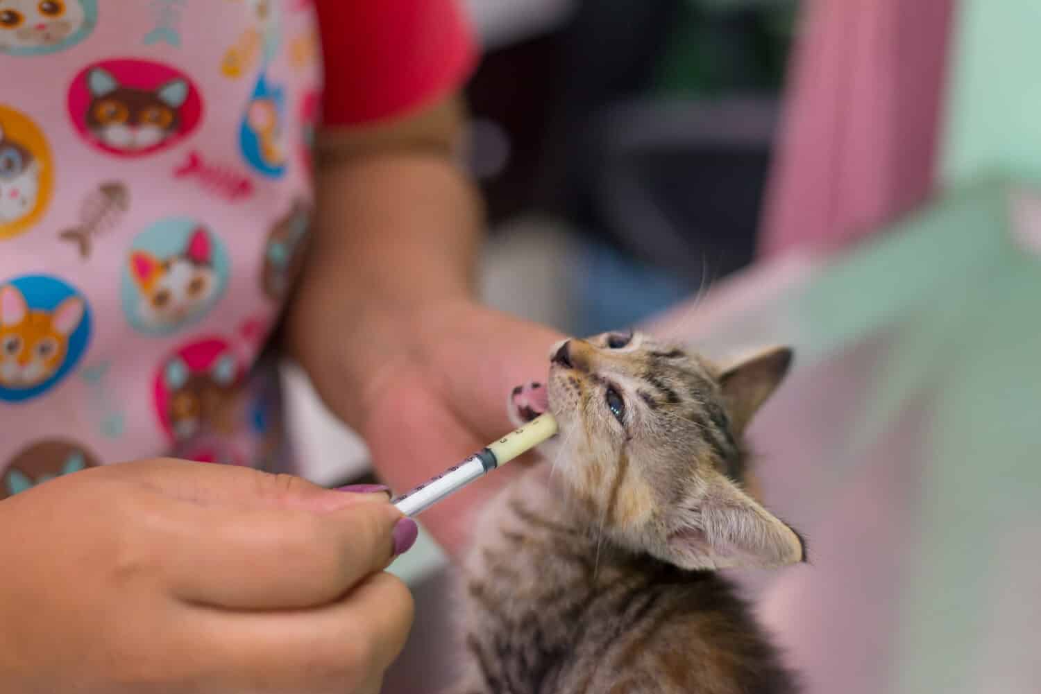 Deworming the kitten