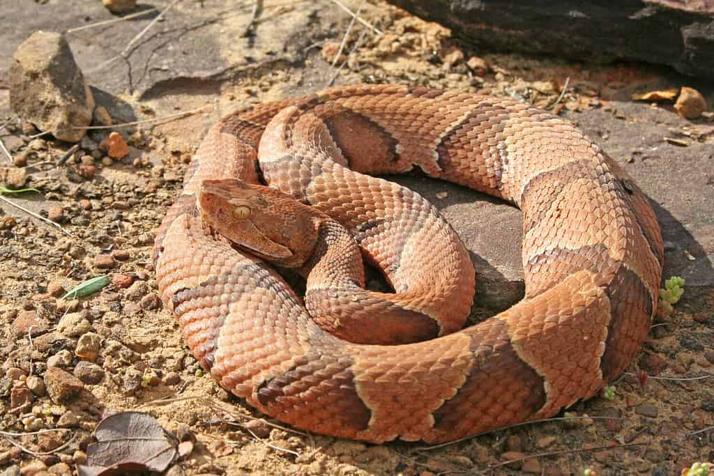 Copperhead Snake (Agkistrodon contortrix)