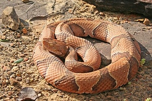 Why Copperheads Have Heat-Sensing Detectors and How That Makes Them Such Feared Predators Picture
