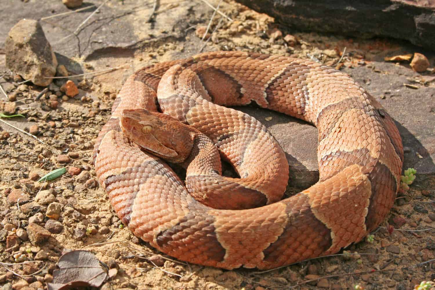 A copperhead snake, a species of venomous pit viper native to North America. 