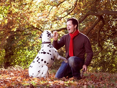 A How to Train Your Dalmatian: The # Best Methods and Tips