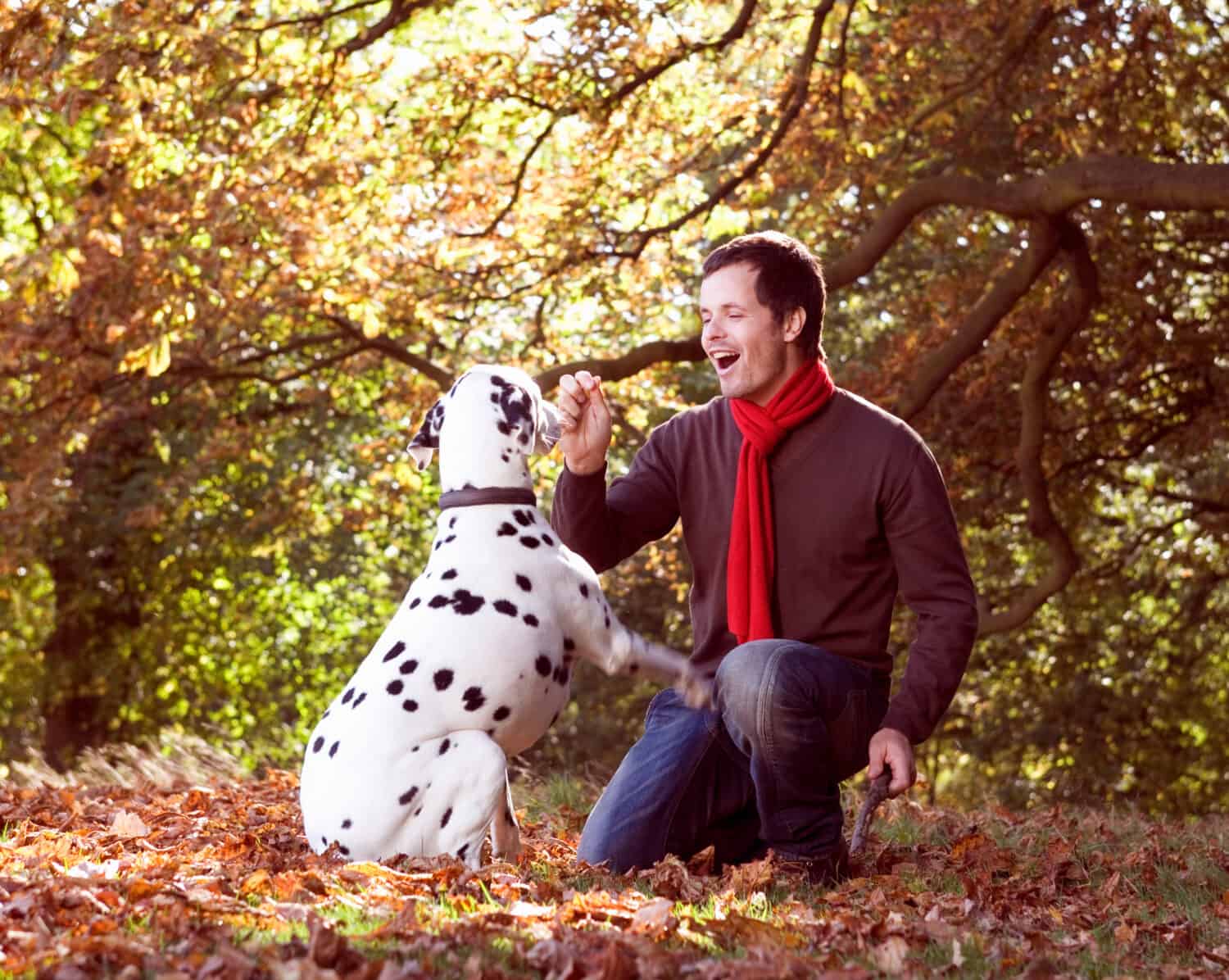 Man playing with pet dalmatian dog on walk in autumn woods
