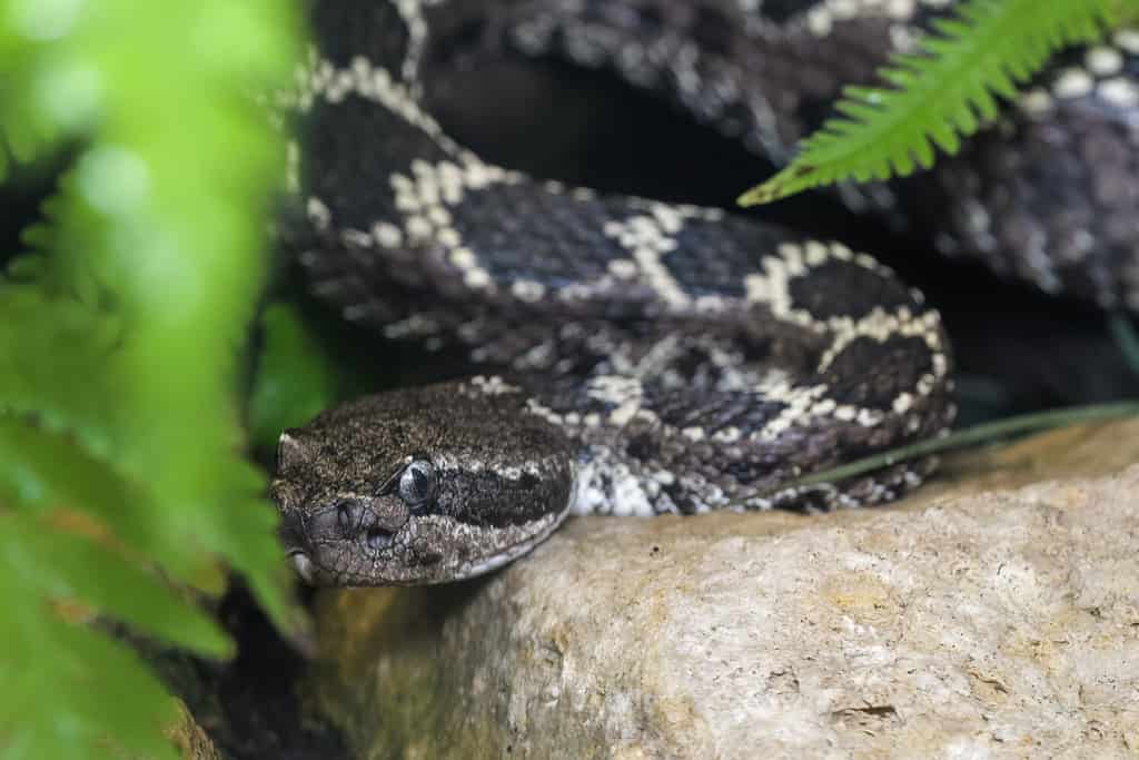 Arizona black rattlesnake slithering between plants