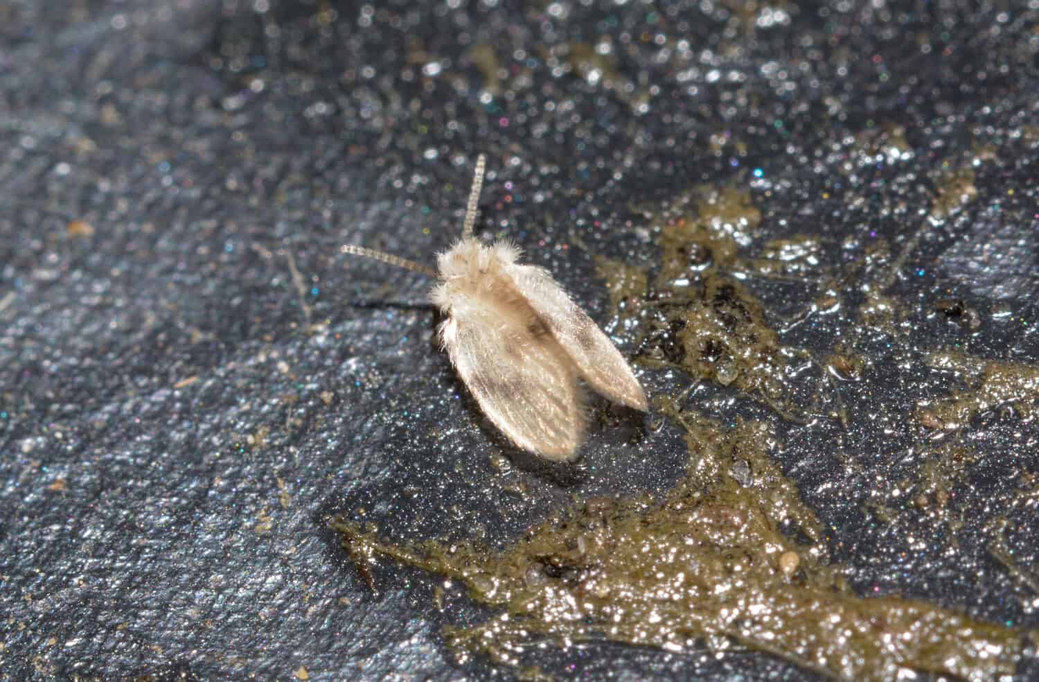 A Drain Fly, Psychodidae, living under a garden recycle bin in the Uk in January. These are true bugs, diptera and are considered pests around sanitary ware as their larvae feed on the slime.