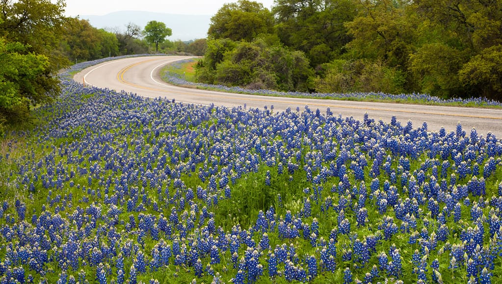 Texas bluebonnets along highway