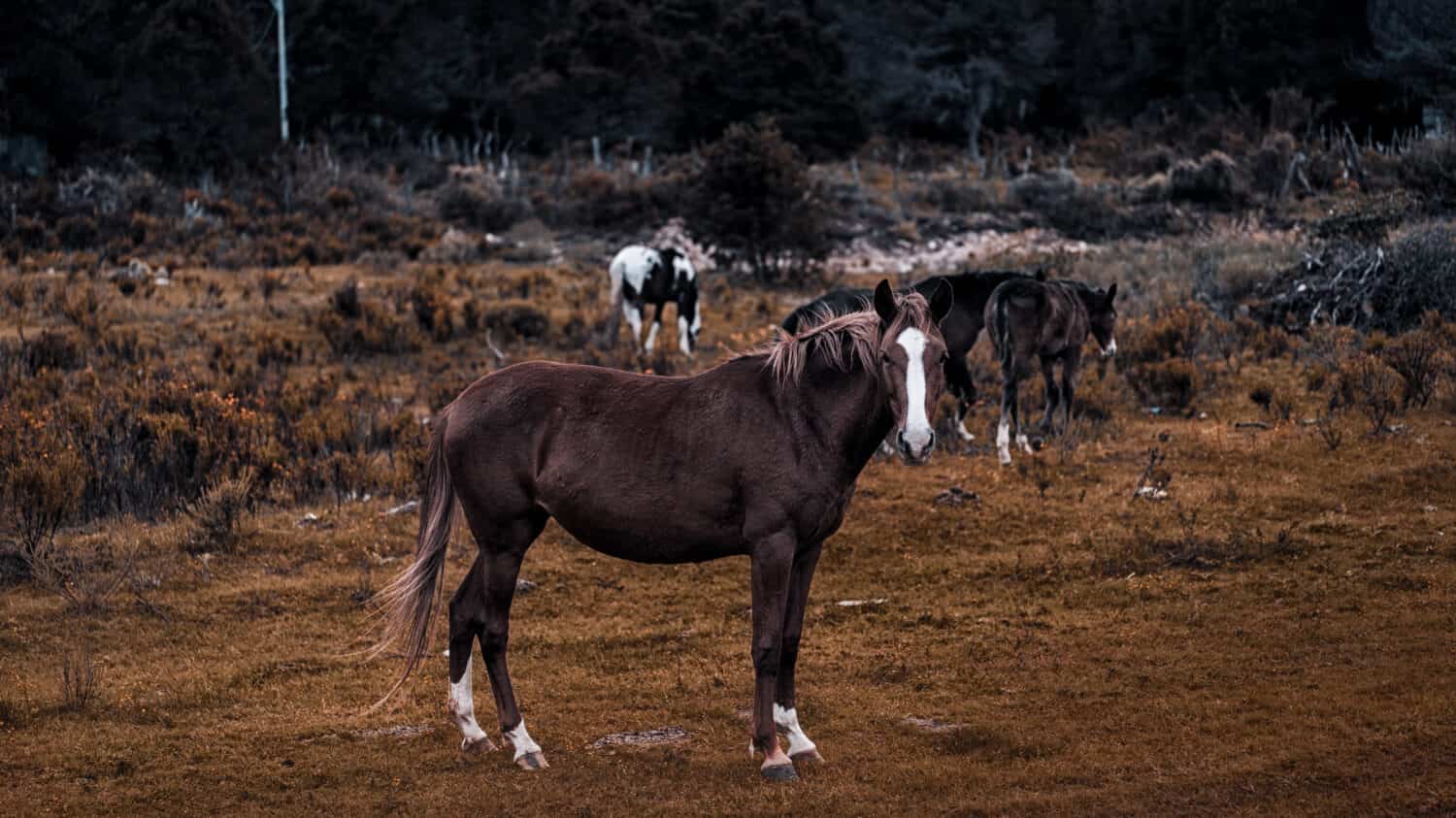 Brown Wild Horse of Galiceno Breed is Posing in The Mountains in Mexico. He is posing like a proper model. This is what I love about wildlife and nature in Mexico it is just you and free wild horses.