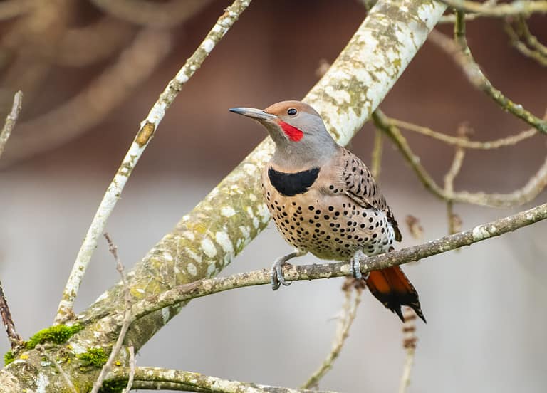 9 Woodpeckers in Maine (Pictures, ID Guide, and Common Locations) - A-Z ...