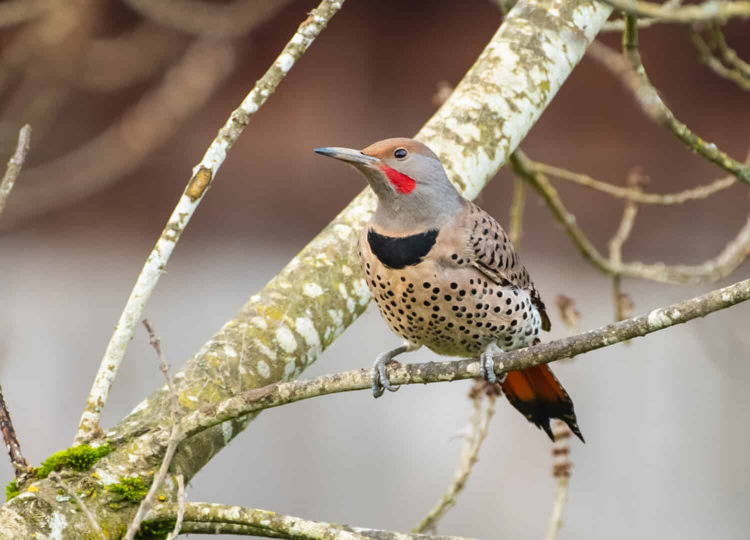 Northern Flicker, perched in a tree, a red-shafted woodpecker (Colaptes auratus)