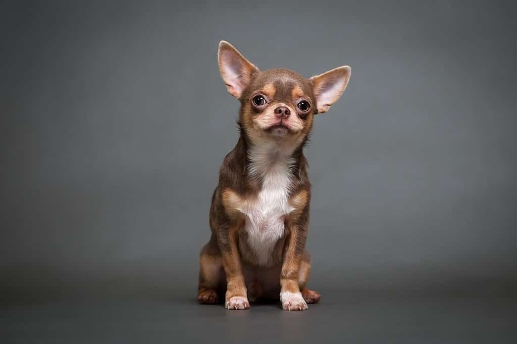 chihuahua puppy on a gray background studio photo