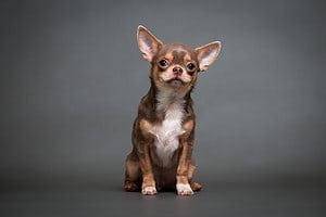 Why Do Chihuahuas Shake So Much: 5 Ways To Comfort Them Picture