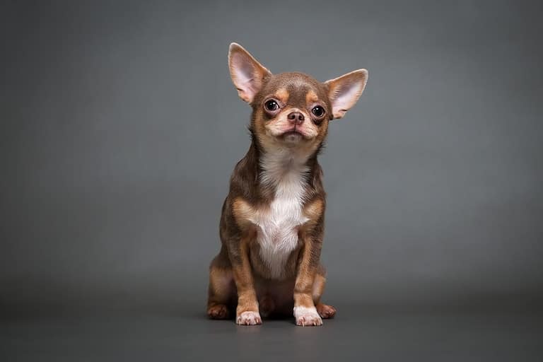 chihuahua puppy on a gray background studio photo
