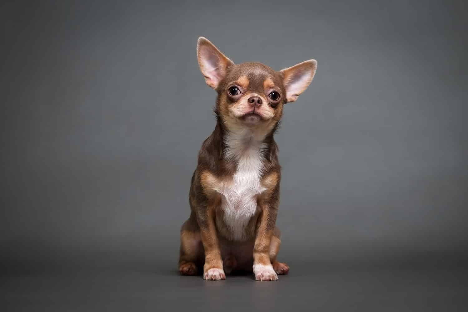 chihuahua puppy on a gray background studio photo