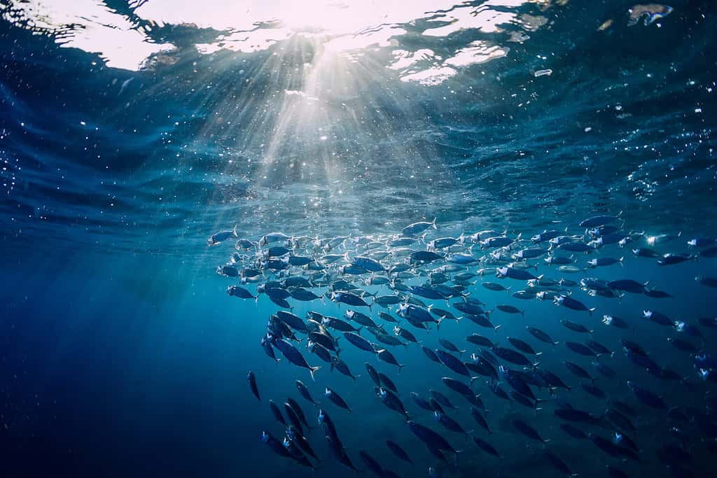 Underwater wild world with tuna fishes