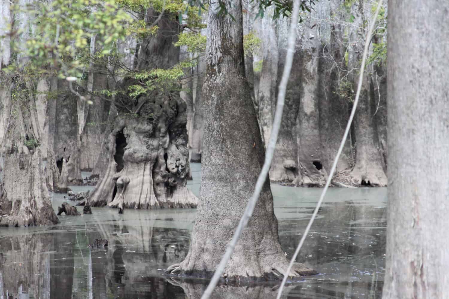 pascagoula swamp cypress trees