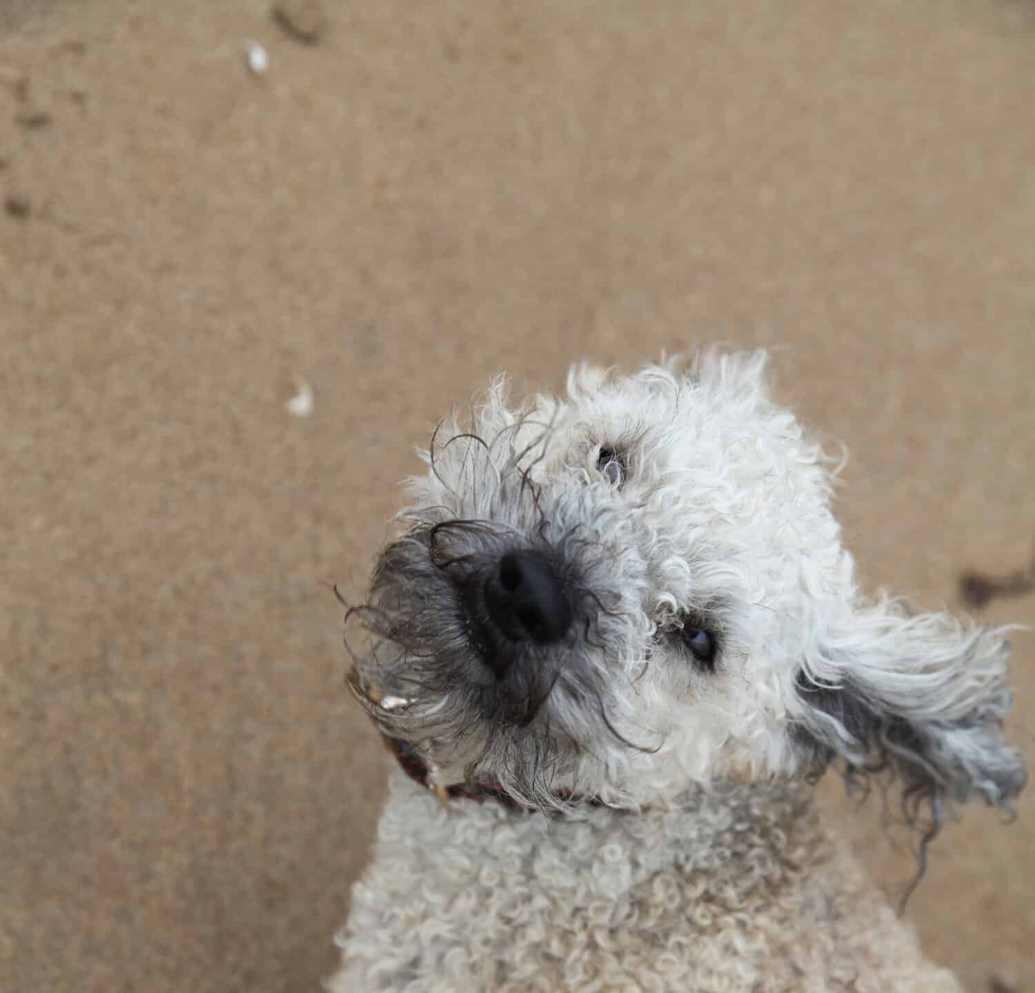 Cavapoo dog windswept on beach