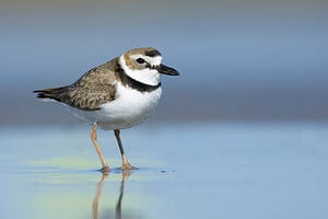 12 Interesting Facts about Plovers Picture