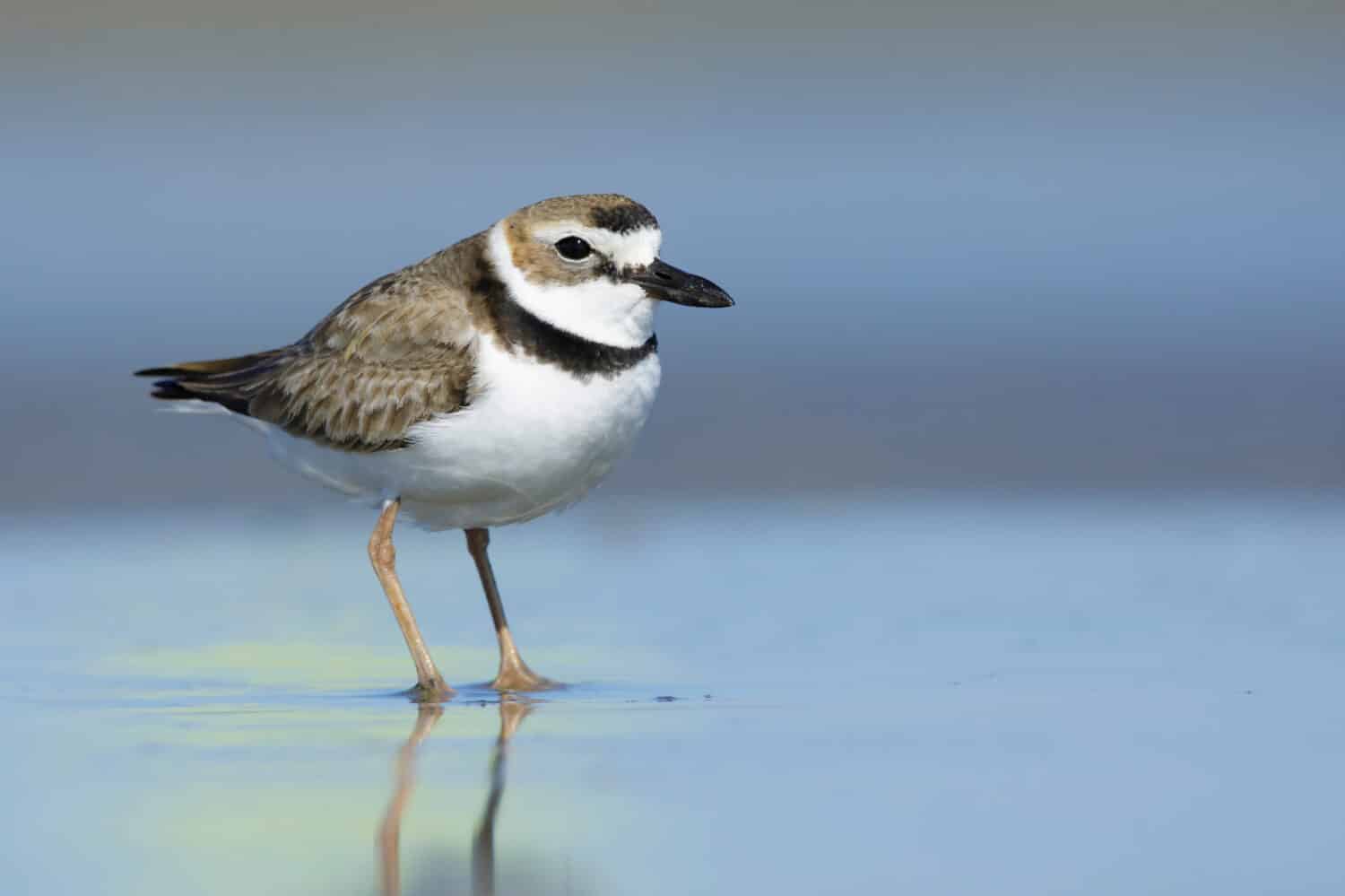 Adult male Wilson's Plover (Charadrius wilsonia) standing on a beach in Galveston County, Texas, USA.