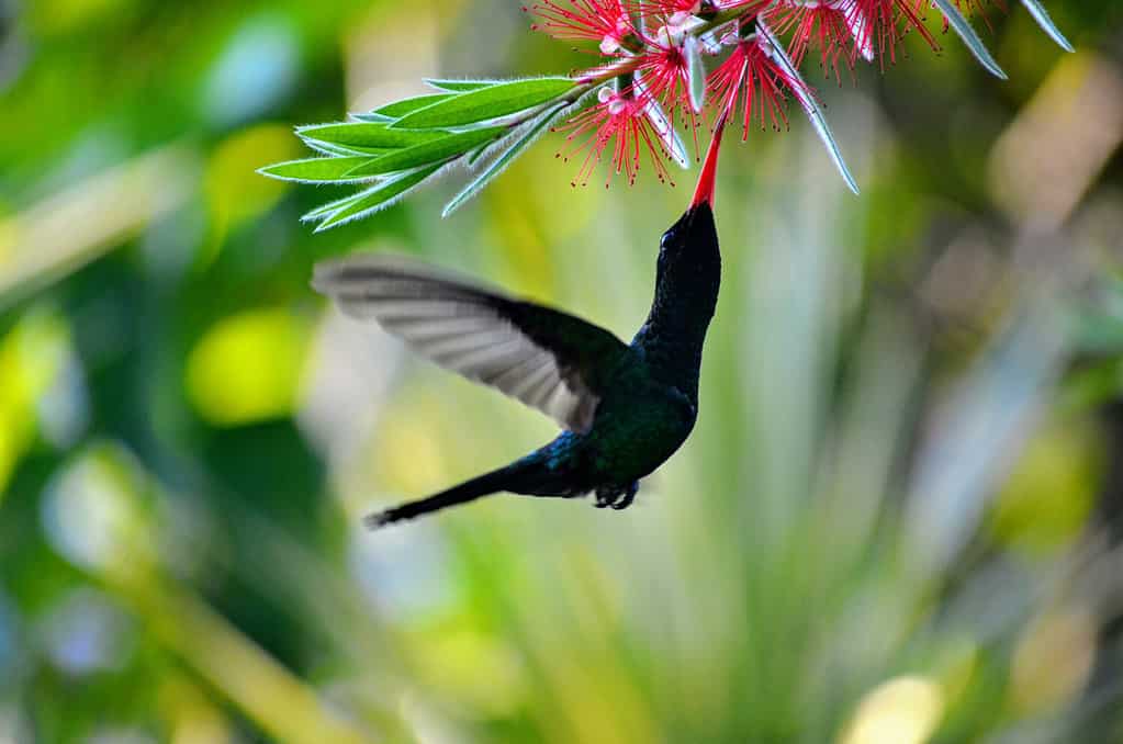 Red-Billed Streamertail Hummingbird (Trochilus Polytmus) in Jamaica W. I.