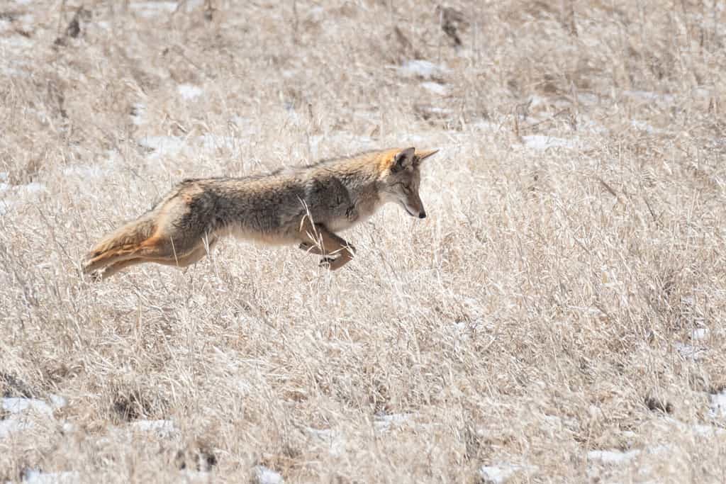 The Population Size Of Coyotes In Virginia