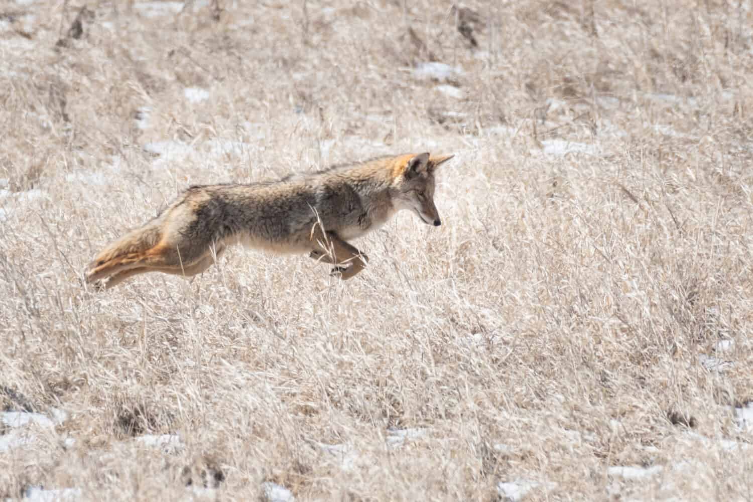 Coyote jumping for food