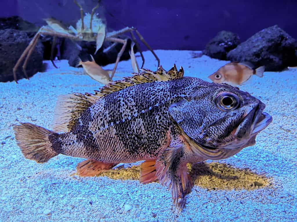 White grouper fish