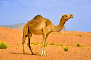 Camel Meat: A Guide to the Nutritional Benefits of Camel Meat Picture