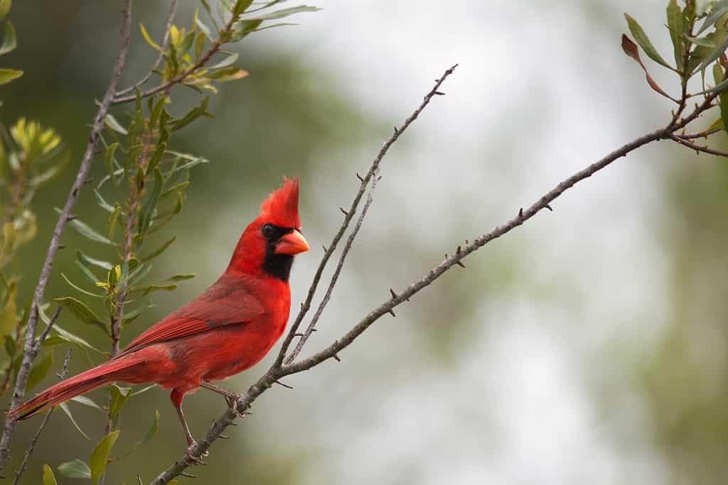 Male cardinal looking over its shoulder while perched on tree branch. State bird of Illinois, Indiana, Kentucky, North Carolina, Ohio, Virginia and West Virginia