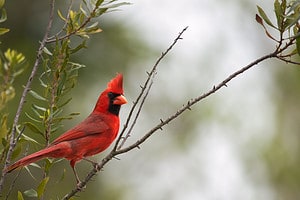 16 Plants and Trees That Attract Cardinals Picture