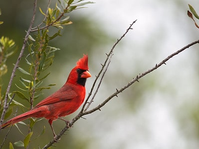 A 16 Plants and Trees That Attract Cardinals
