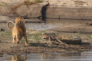 Watch as a Pride of Young Lions Attacks and Toys with a Crocodile Picture