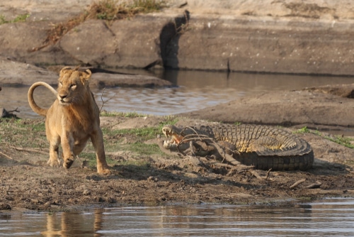 A crocodile and lion face off in a fight