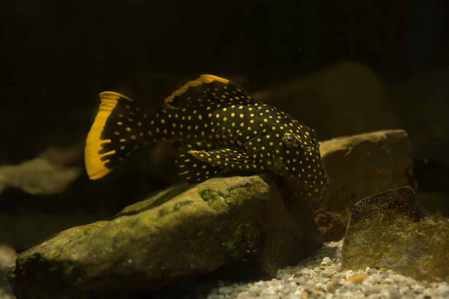 Golden nugget pleco (Baryancistrus xanthellus). 