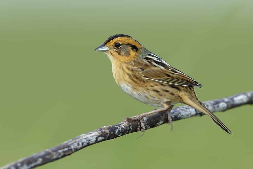 Nelson's Sparrow (Ammodramus nelsoni) perched in its breeding habitat, undisturbed marshes.