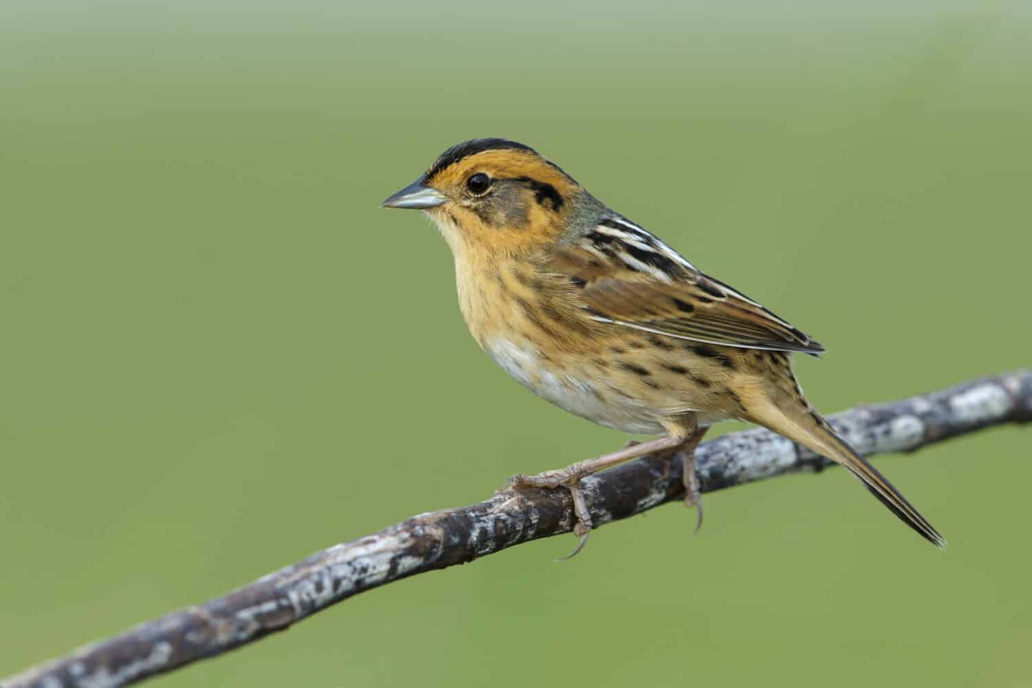 Nelson's Sparrow (Ammodramus nelsoni) perched in its breeding habitat, undisturbed marshes.