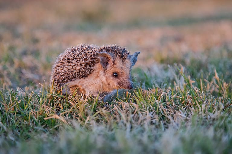 Southern White-breasted Hedgehog (Erinaceus concolor) is common in Europe and Turkey. Mostly bugs, slugs, worms, rarely small mice and snake puppies eat.