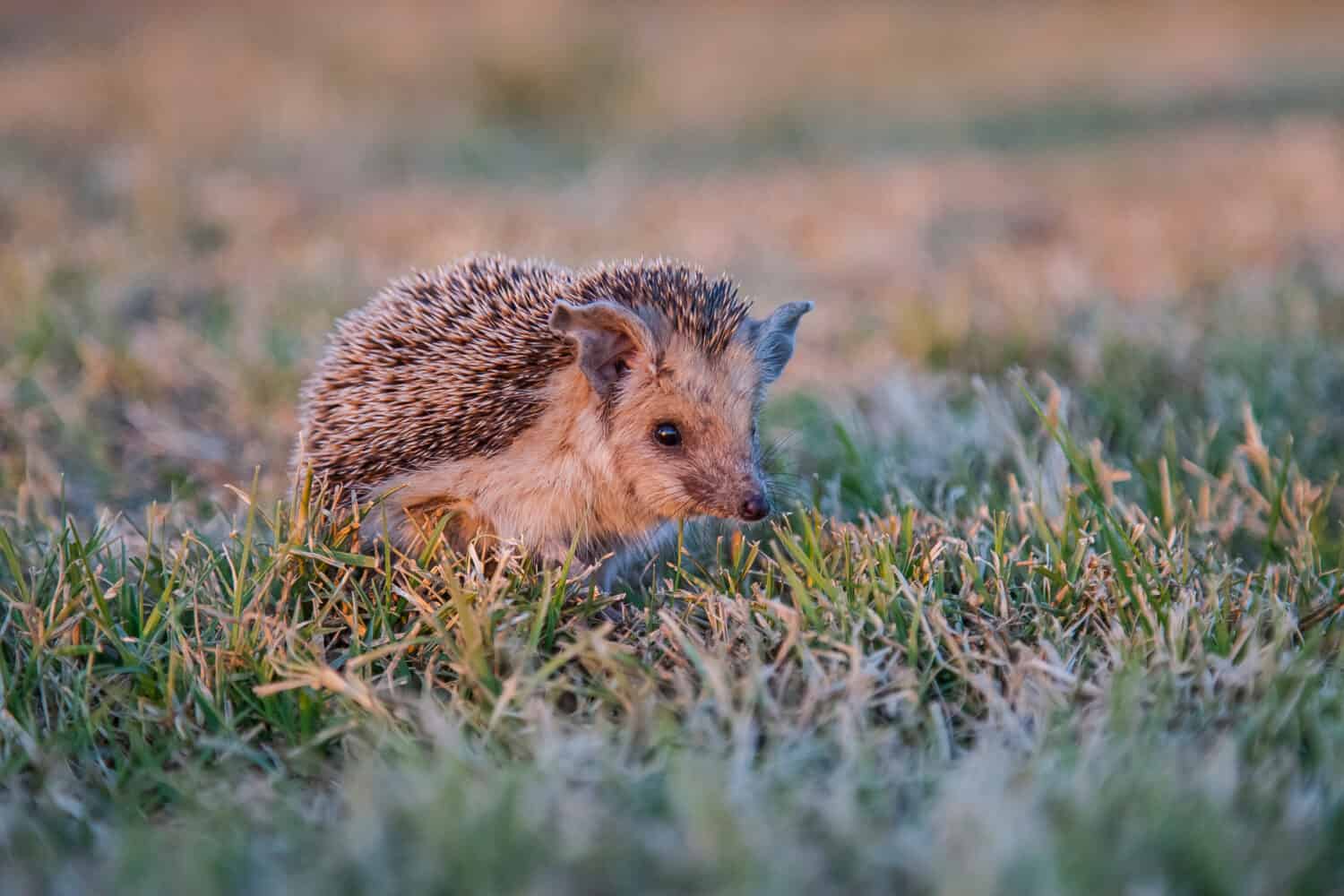 Southern White-breasted Hedgehog (Erinaceus concolor) is common in Europe and Turkey. Mostly bugs, slugs, worms, rarely small mice and snake puppies eat.