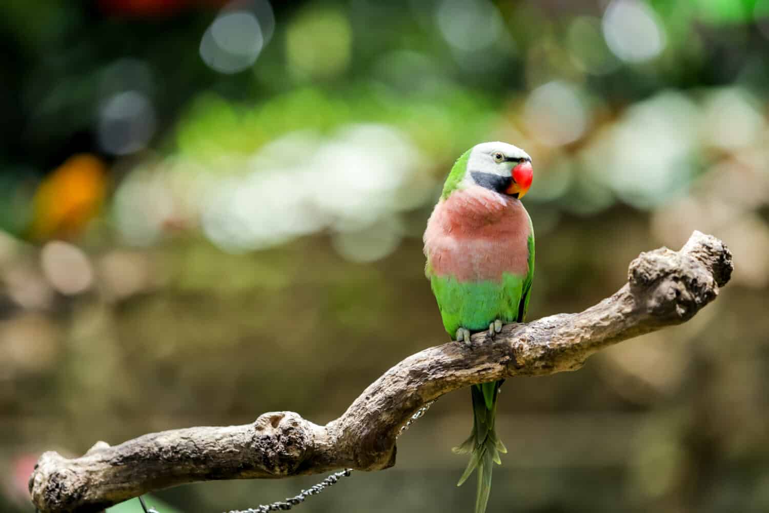 Red Breasted Parakeet, or Betet Jawa, or Moustached Parakeet, or Psittacula alexandri, Indonesian Endemic Bird