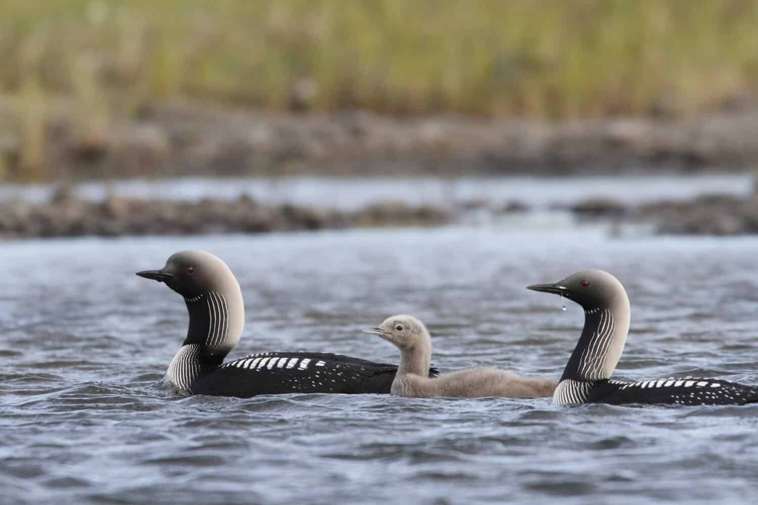 Pacific Loon or Pacific Diver with a young chick in arctic waters, near Arviat Nunavut, Canada