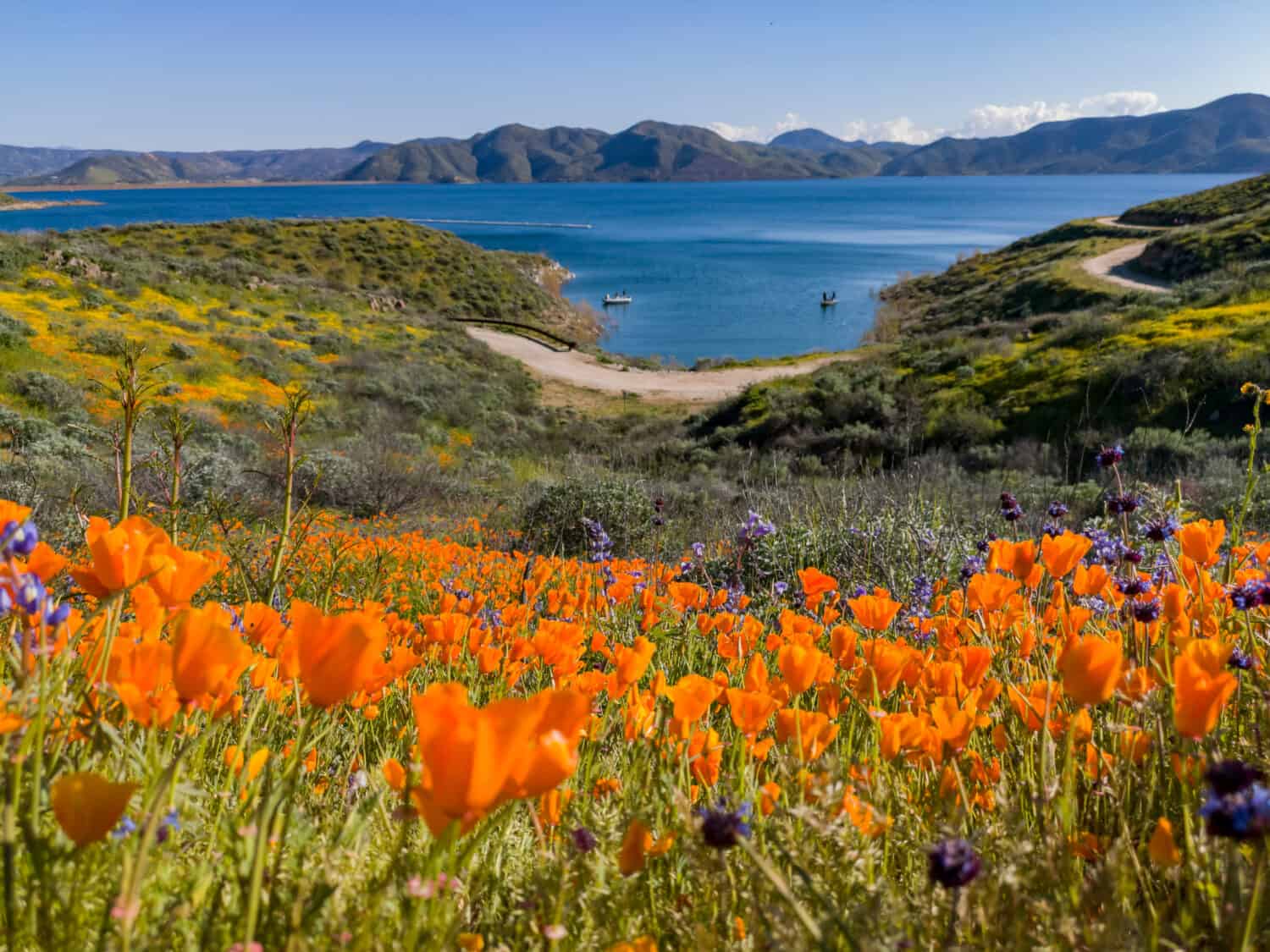 Close up shot of poppy flower blossom at Diamond Valley Lake, California