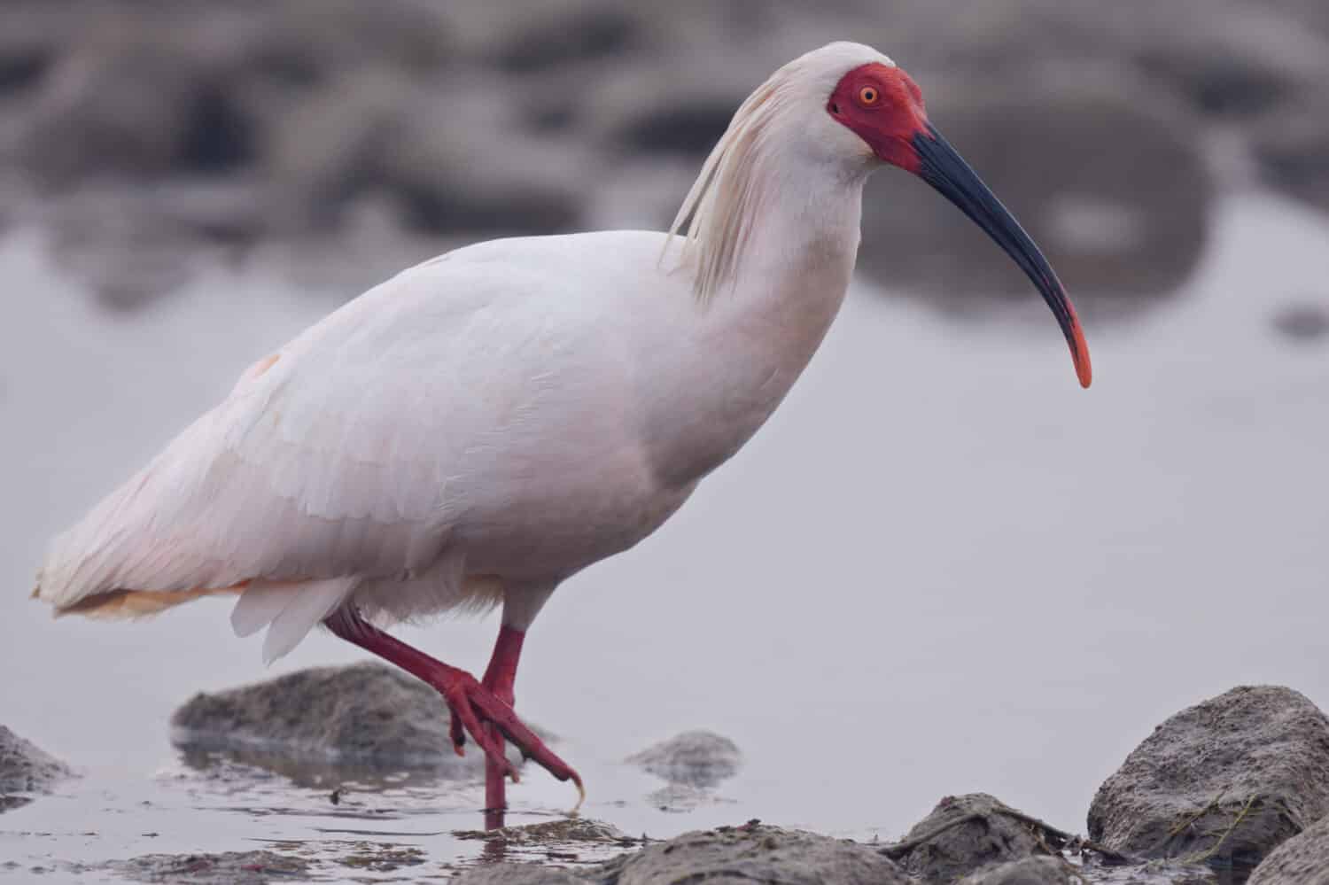 Endangered Crested Ibis (Nipponia nippon) at the Han River, Yangxian, Shaanxi Province, China.