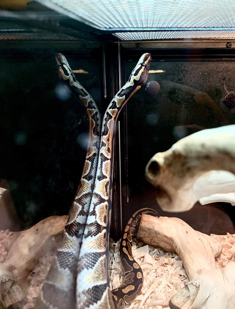 Ball python snake with reflection