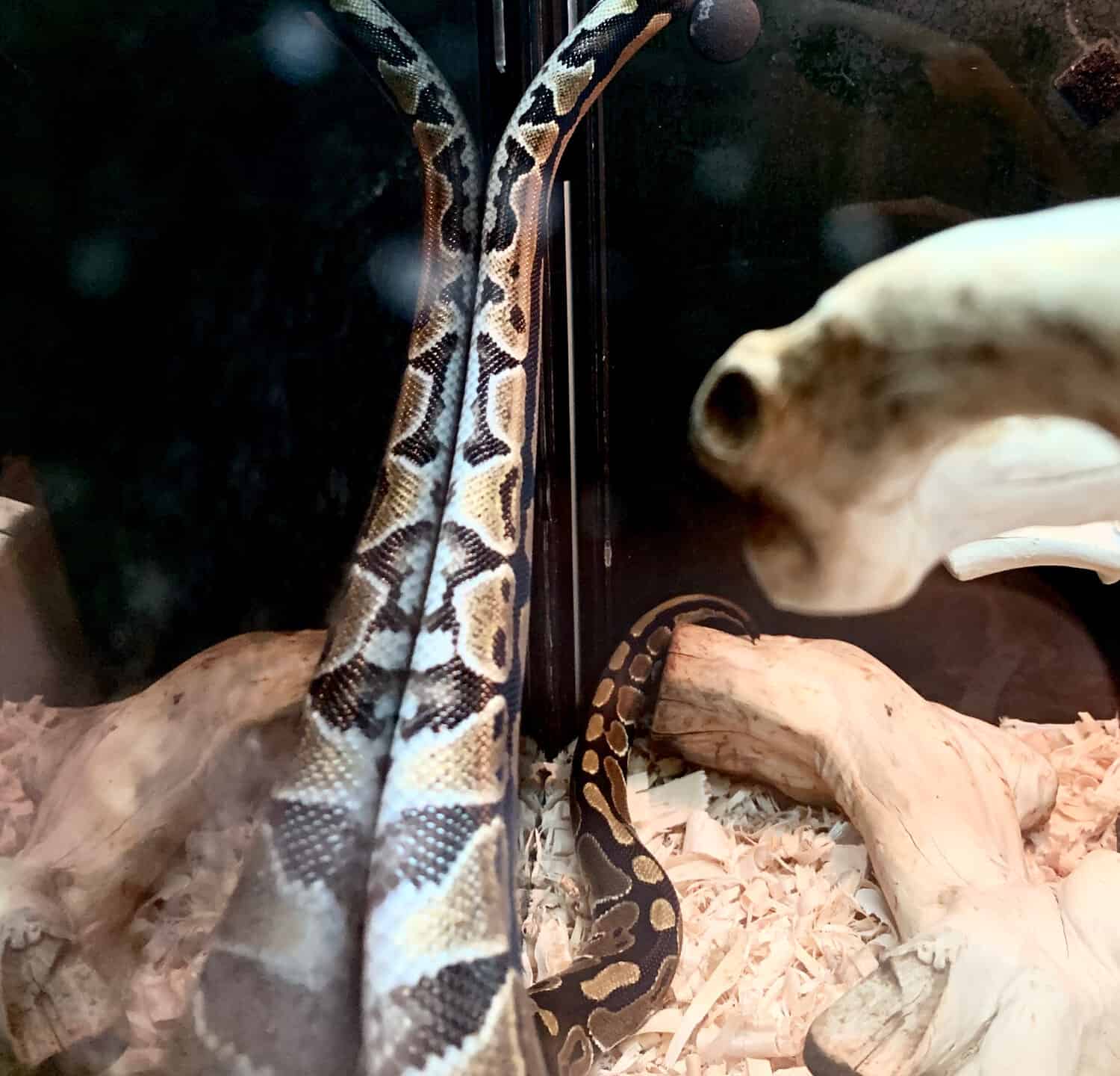 Ball python snake with reflection